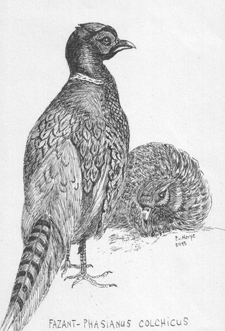 Pentekening van een fazanthaan met hen